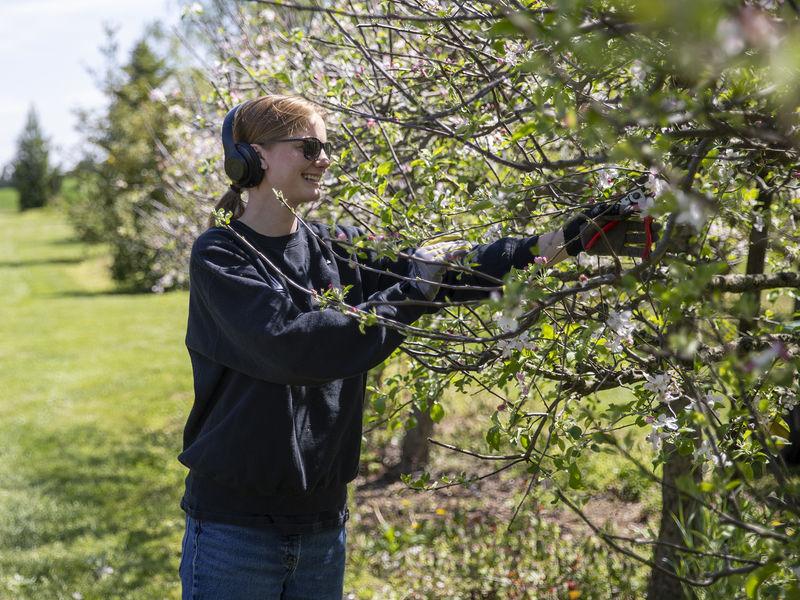 一个戴着耳机和厚手套的学生正在用剪枝剪修剪一棵苹果树